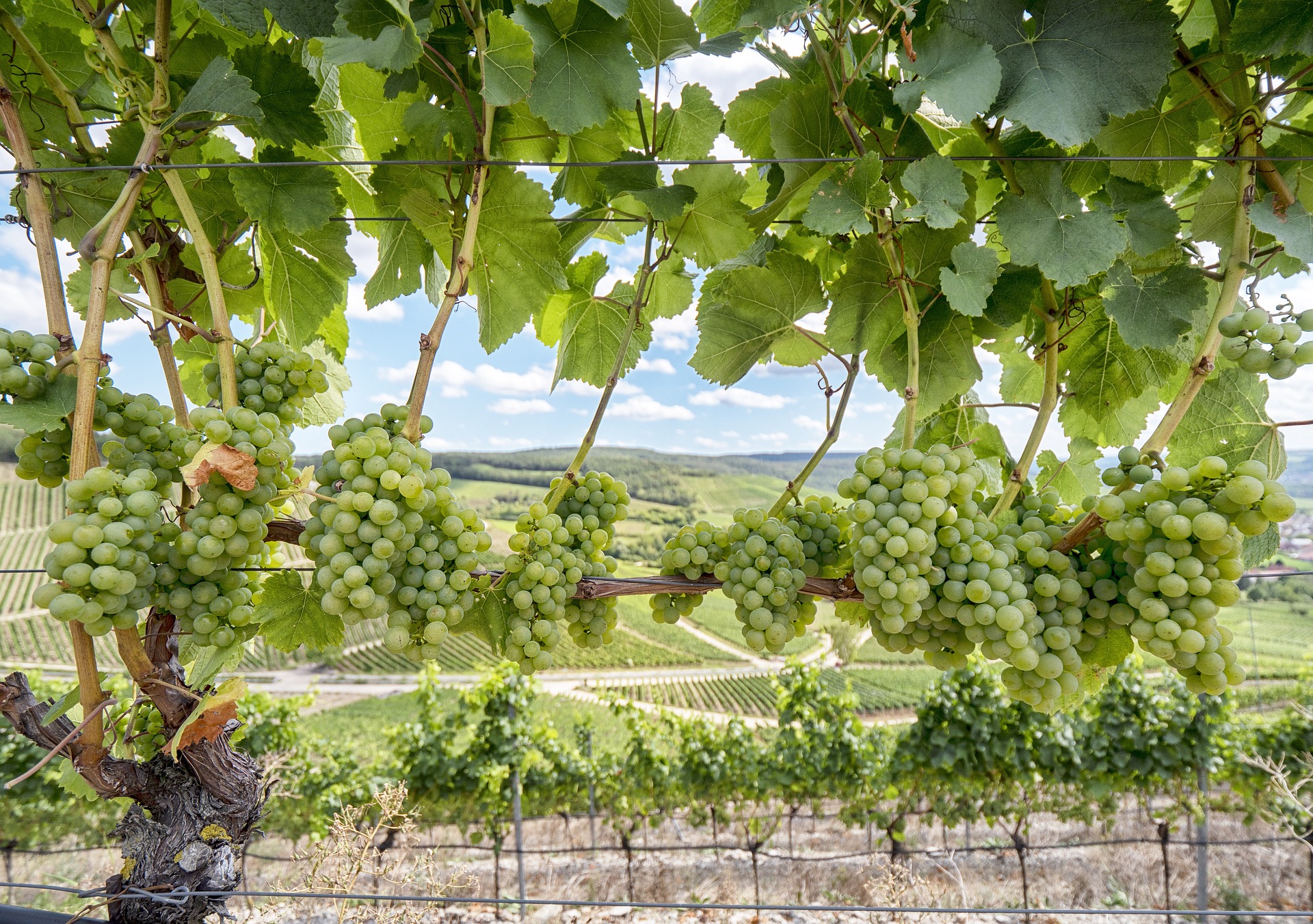 tendances de l'emploi dans le vin